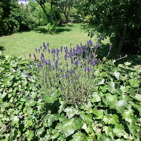 In Langewiese Near